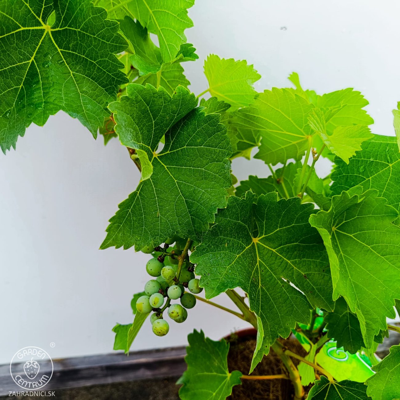 Obrázok Vinič hroznorodý (Vitis vinifera) ‘SOUVIGNIER GRIS’– výška 70-90 cm, kont. C3L